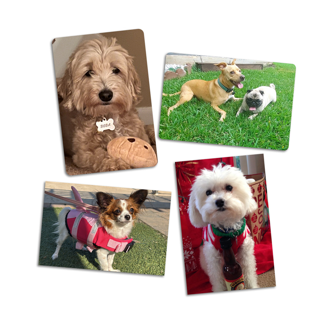 Puparazzi Pets Photo Magnets - 2 x 3 Inch - Cooper & Charlie