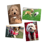 Puparazzi Pets Photo Magnets - 2 x 3 Inch - Cooper & Charlie